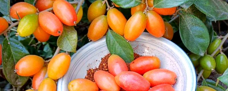 适合羊奶果生长环境与习性，生长适温24-34℃