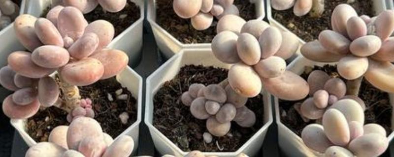鸡蛋美人多肉的养殖方式，上盆时确保底肥充足