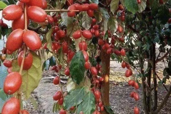 适合羊奶果生长环境与习性，生长适温24-34℃