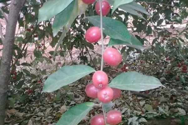 适合羊奶果生长环境与习性，生长适温24-34℃