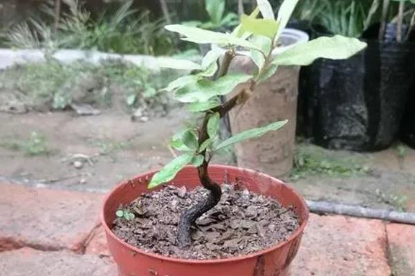 适合羊奶果生长环境与习性，生长适温24-34℃