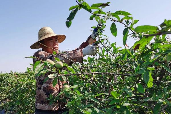适合羊奶果生长环境与习性，生长适温24-34℃