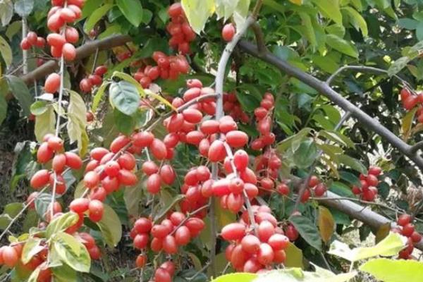 适合羊奶果生长环境与习性，生长适温24-34℃