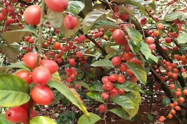 适合羊奶果生长环境与习性，生长适温24-34℃