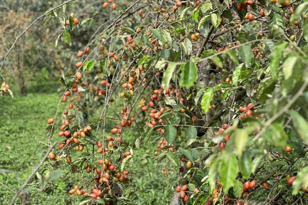 适合羊奶果生长环境与习性，生长适温24-34℃