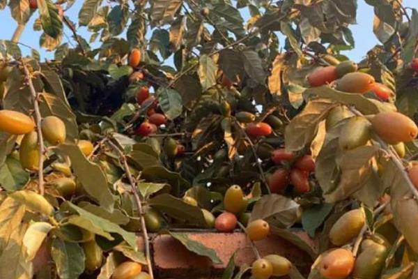 适合羊奶果生长环境与习性，生长适温24-34℃