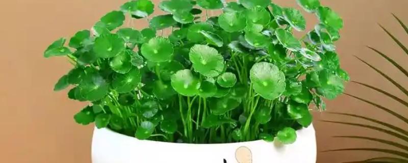 怎么水培铜钱草的根茎，要及时为铜钱草更换水分