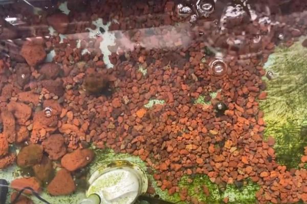 培养硝化细菌的方法，在水中添加氨氮可刺激它们大量繁殖