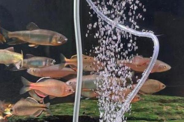 培养硝化细菌的方法，在水中添加氨氮可刺激它们大量繁殖