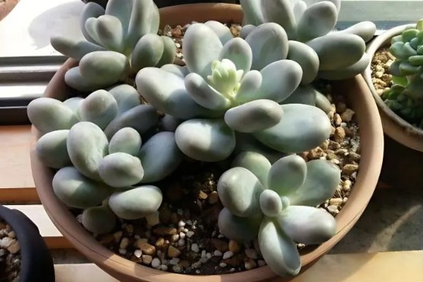 鸡蛋美人多肉的养殖方式，上盆时确保底肥充足