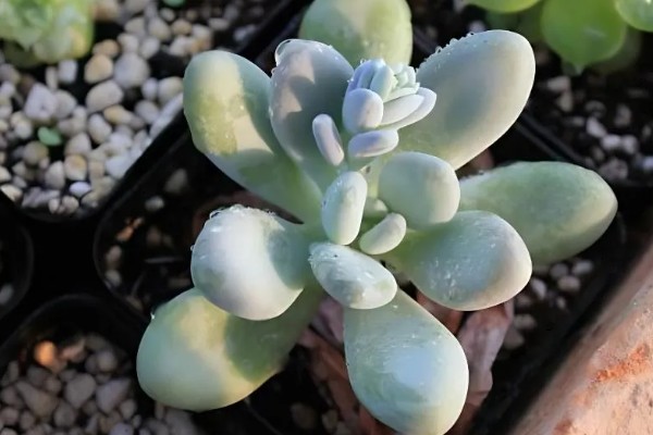 鸡蛋美人多肉的养殖方式，上盆时确保底肥充足