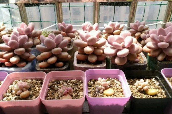 鸡蛋美人多肉的养殖方式，上盆时确保底肥充足