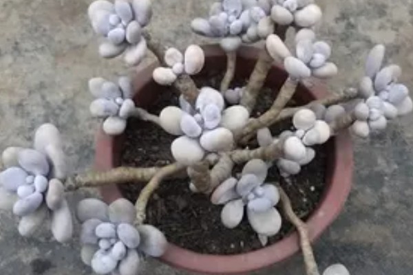 鸡蛋美人多肉的养殖方式，上盆时确保底肥充足
