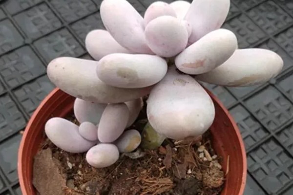 鸡蛋美人多肉的养殖方式，上盆时确保底肥充足