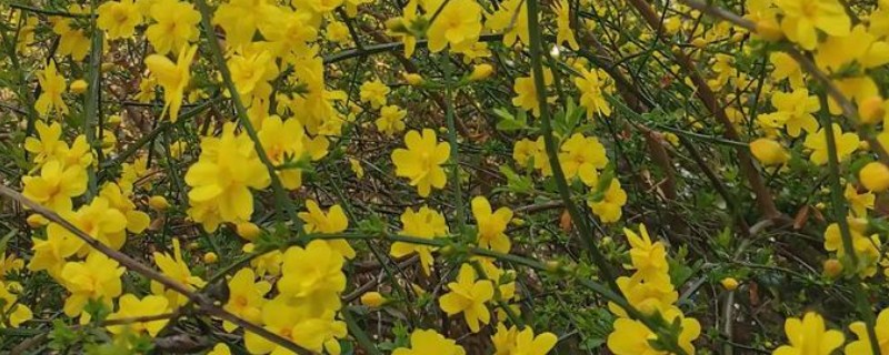 迎春花的生长习性，其枝条着地部分极易生根