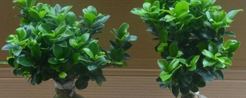 怎么引导榕树的气根，常用以下三种方法
