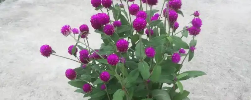 百日红不开花怎么办，土壤板结时要更换新土