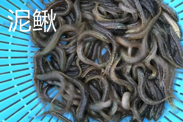 地图鱼能不能吃牛心，搭配小鱼虾一起投喂可提供均衡的营养