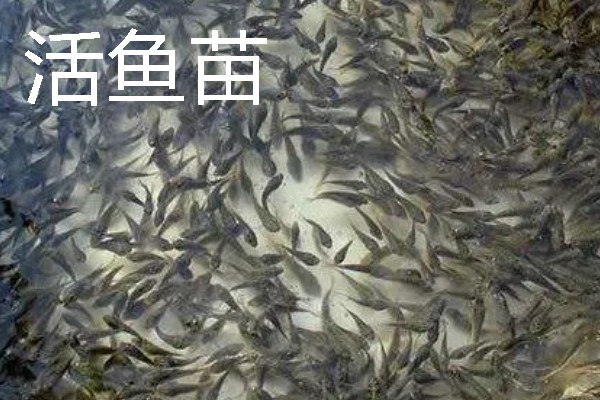 地图鱼能不能吃牛心，搭配小鱼虾一起投喂可提供均衡的营养