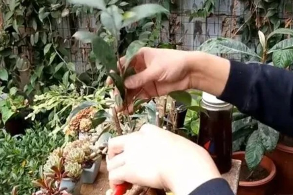 怎么引导榕树的气根，常用以下三种方法