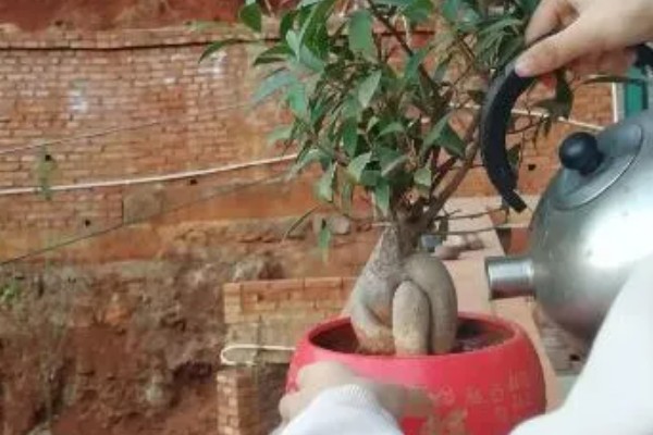 怎么引导榕树的气根，常用以下三种方法