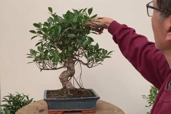 怎么引导榕树的气根，常用以下三种方法