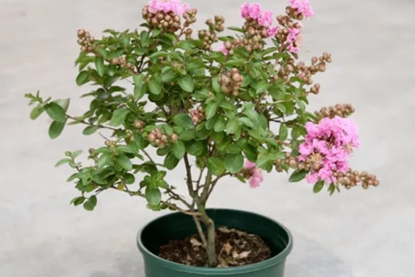 百日红不开花怎么办，土壤板结时要更换新土