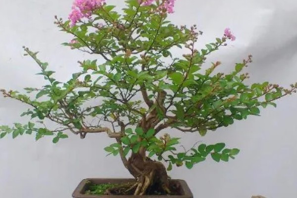 百日红不开花怎么办，土壤板结时要更换新土