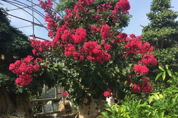 百日红不开花怎么办，土壤板结时要更换新土