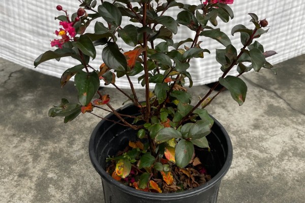 百日红不开花怎么办，土壤板结时要更换新土