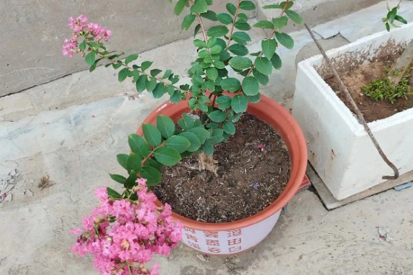 百日红不开花怎么办，土壤板结时要更换新土
