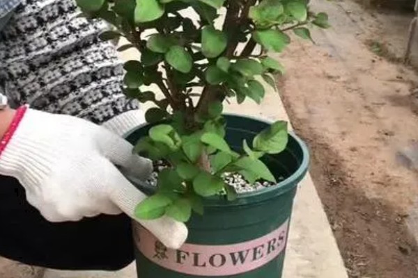 百日红不开花怎么办，土壤板结时要更换新土