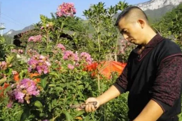 百日红不开花怎么办，土壤板结时要更换新土