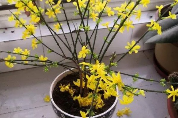 迎春花的生长习性，其枝条着地部分极易生根