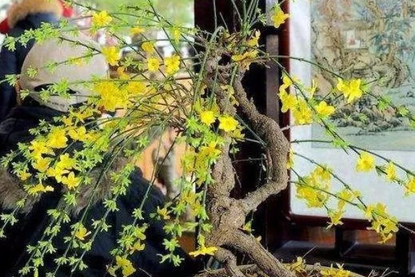 迎春花的生长习性，其枝条着地部分极易生根