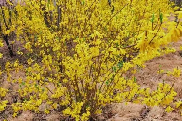 迎春花的生长习性，其枝条着地部分极易生根