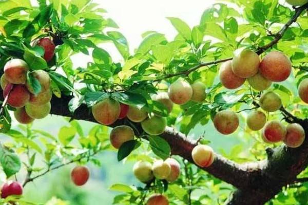 李子树为什么不开花，可能是年龄不够或水分不当所致