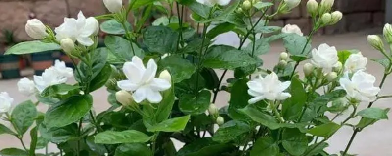 茉莉花的养殖方法，4-5月份进行栽植为佳