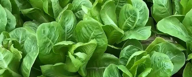 孔雀菜怎么种植，向畦沟内浇水后再撒播