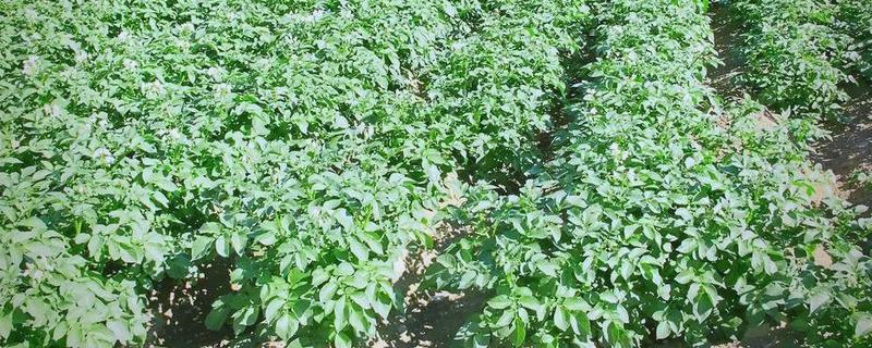 种豆角适合用什么土壤，疏松透气、肥力充足、排水良好的土壤有利于它生长