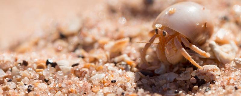 寄居蟹可以活多久，自然环境下可存活2-5年