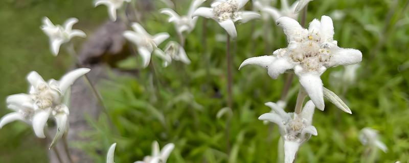 怎么养雪绒花，适宜生长温度为15℃至20℃
