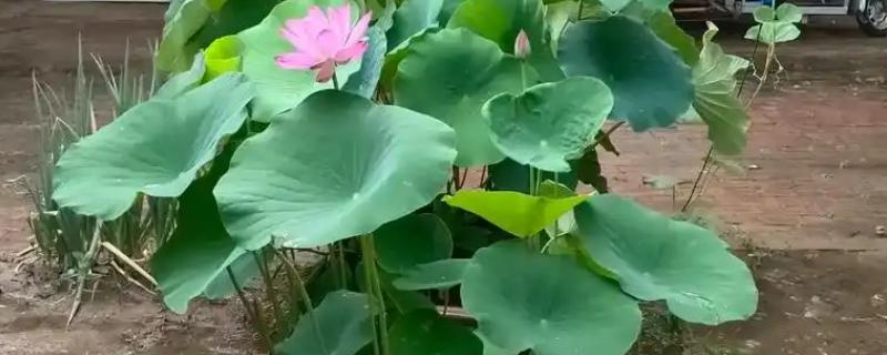 家养的荷花里都是虫子如何处理，可以使用香烟水消灭