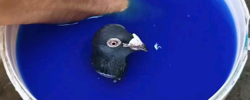 如何去除鸽虱，在细沙中添加硫磺粉让鸽子进行沙浴