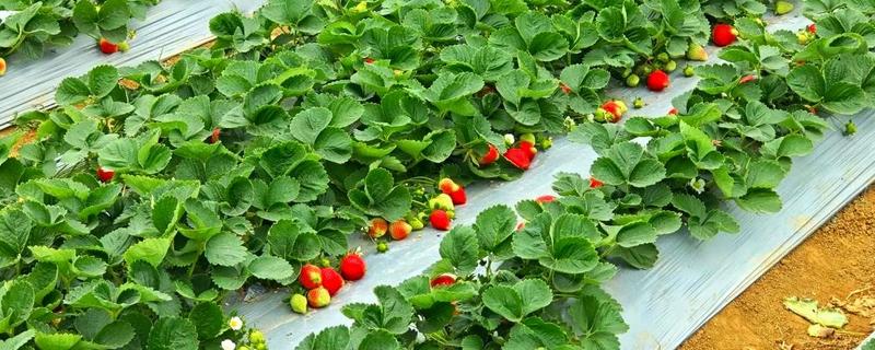 怎么在日光温室中种植草莓，株距保持在18-20厘米