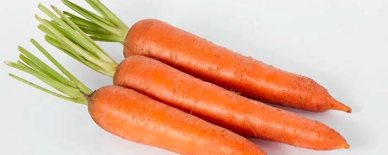 胡萝卜是根吗,根部呈长圆锥形