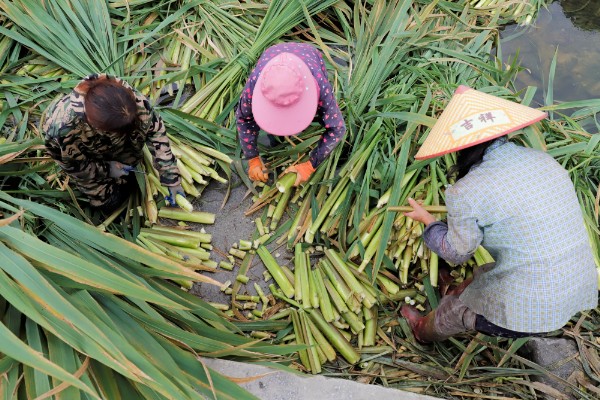 茭白怎么储藏，常用以下6种方式