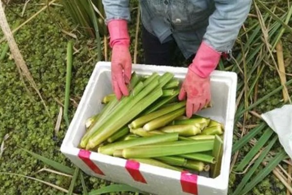 茭白怎么储藏，常用以下6种方式