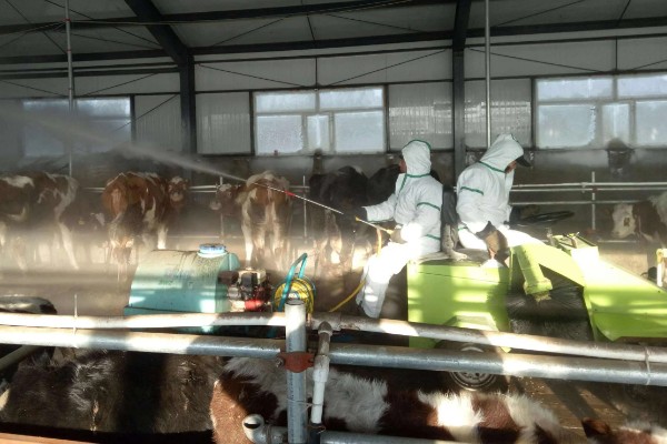 养牛如何预防疾病，可以在牛舍旁边建造一个消毒池