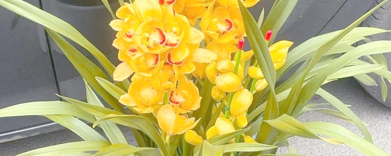 大花蕙兰的花语，寓意高贵雍容、青春活泼等